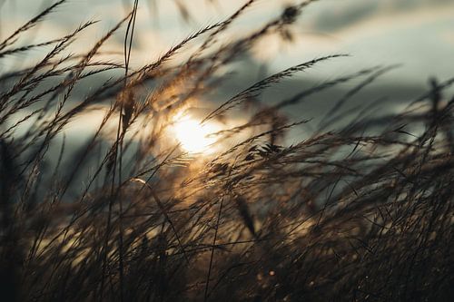 Zomeravonden in het veld