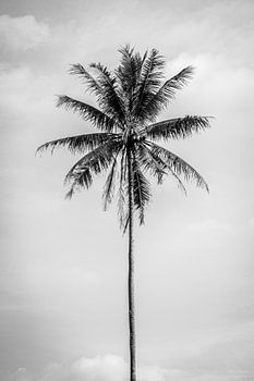 Palmier noir et blanc à Bali