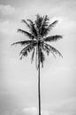 Zwart wit palmboom op Bali van Ellis Peeters thumbnail
