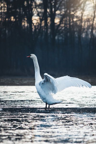 Le lac des cygnes gelé par Leanne Verdonk