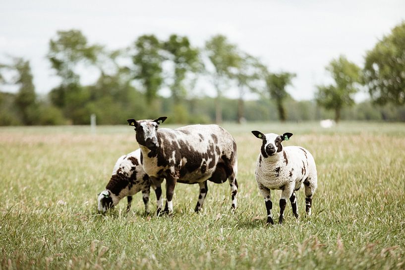Zomer op het Veluwse platteland van Nanda van der Eijk