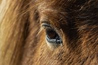 Oog van een IJslands paard van KiekLau! Fotografie thumbnail