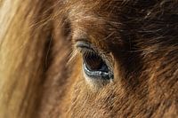 Oog van een IJslands paard