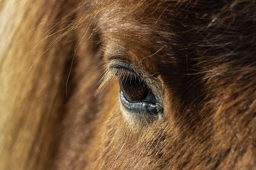 Oog van een IJslands paard van Laura Wubben