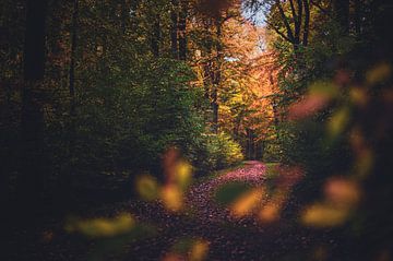 Kleurrijk pad in het herfstbos van Florian Kunde