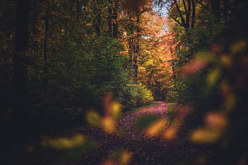 Colourful path in the autumn forest by Florian Kunde