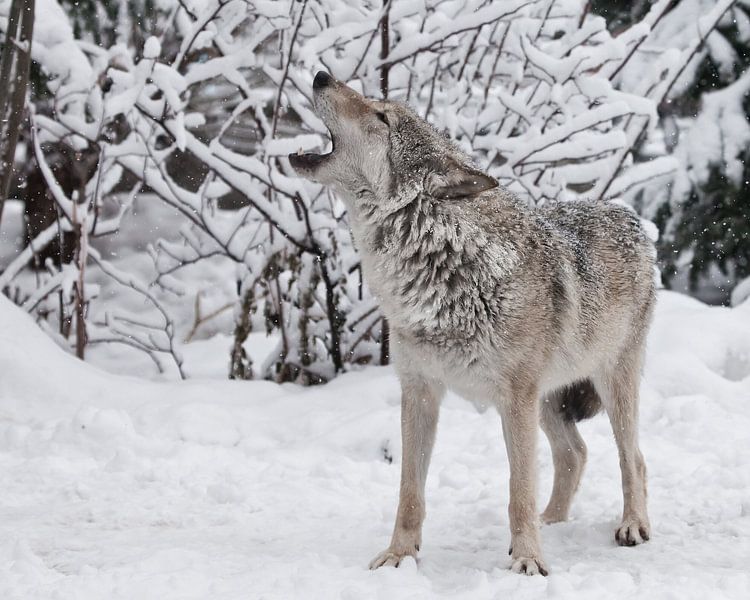 Lied van de wolf. Een wolf (vrouwelijke wolf) huilt (huilend, schreeuwend) en tilt zijn snuit omhoog van Michael Semenov