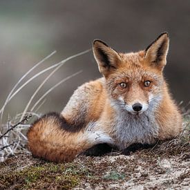 Fox in the Amsterdam Water Supply Dunes. by Janny Beimers