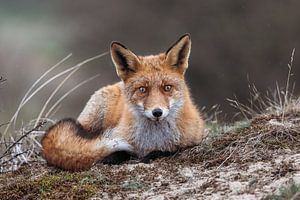 Der Fuchs in den Dünen der Amsterdamer Wasserversorgung.