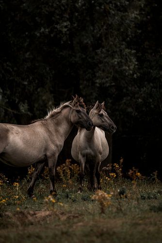 Paarden in Stil Wachtmoment Verbonden in de Schaduw van het Bos