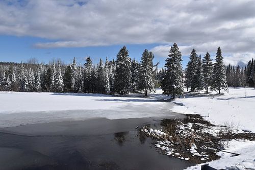Het kleine meer in het voorjaar