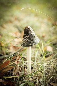 Kleine bruine paddenstoel in het groene gras | Nederland | Natuurfotografie