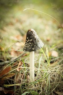 Kleine bruine paddenstoel in het groene gras | Nederland | Natuur- en Landschapsfotografie van Diana van Neck Photography