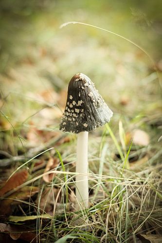 Kleine bruine paddenstoel in het groene gras | Nederland | Natuur- en Landschapsfotografie