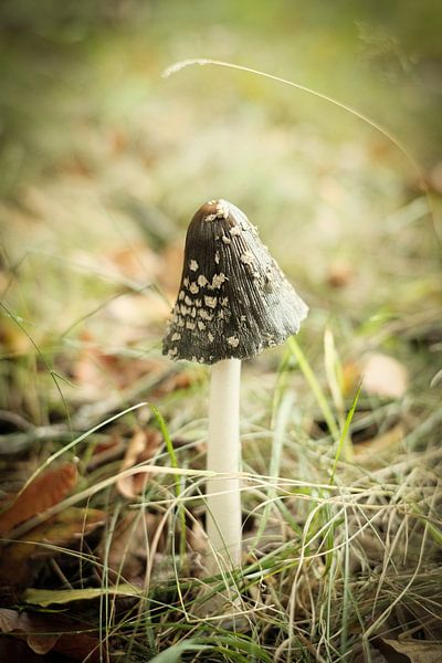 Kleine bruine paddenstoel in het groene gras | Nederland | Natuur- en Landschapsfotografie van Diana van Neck Photography