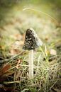 Kleine bruine paddenstoel in het groene gras | Nederland | Natuur- en Landschapsfotografie van Diana van Neck Photography thumbnail