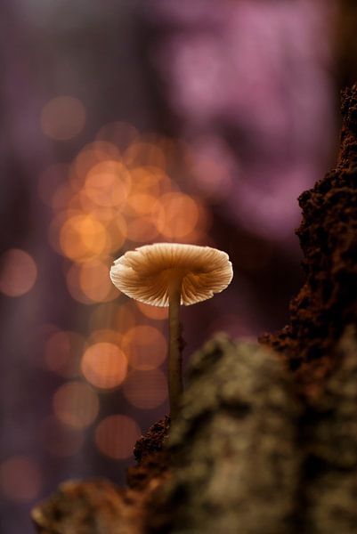 Herfstfantasie met een paddenstoel van Birgitte Bergman