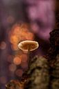 Herfstfantasie met een paddenstoel van Birgitte Bergman thumbnail
