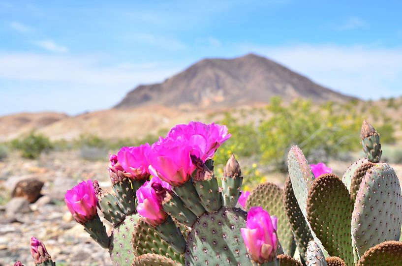 Desert flower by Andreas Muth-Hegener