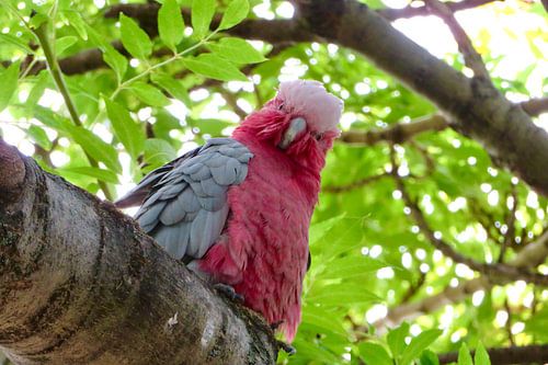 Pink cockatoo Australia