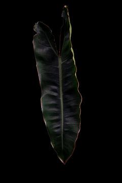 Philodendron Billietiae
