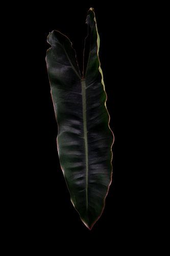 Philodendron Billietiae