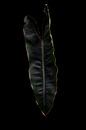 Philodendron Billietiae van Anita Visschers thumbnail