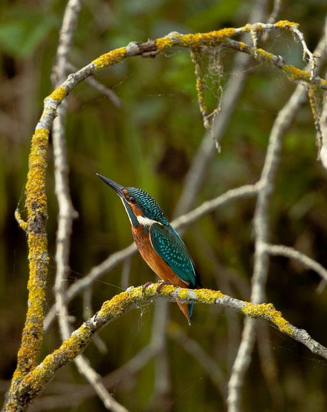 Kingfisher. by Wouter Van der Zwan
