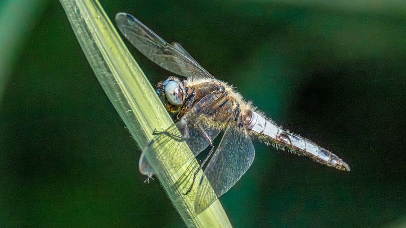 Braune Maiskeule von Kees van den Burg