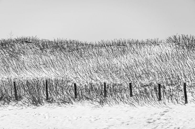 Gras duinen in zwart/wit van Peter Schütte