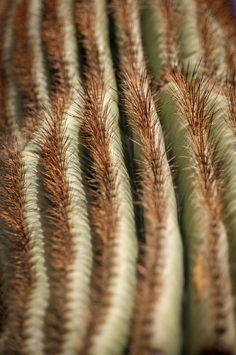 Saguaro by Jan Vos