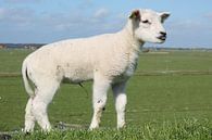 Ondeugend lammetje by Berthilde van der Leij thumbnail
