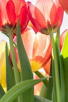 Tulipes en contre-jour