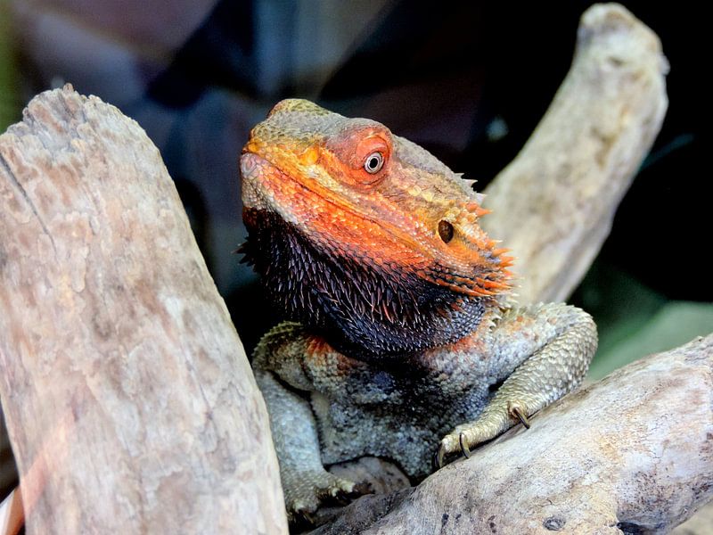 iguane par Nathalie Hulshoff