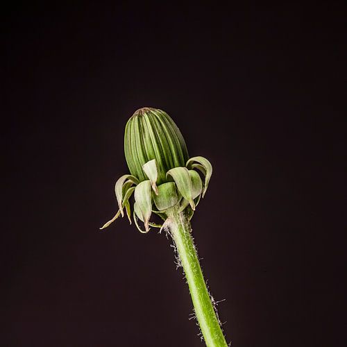 Groene knop paardenbloem