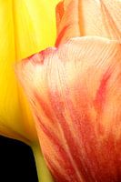 Closeup van twee tulpen
