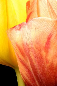 Closeup van twee tulpen van Youri Mahieu