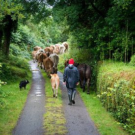 Herder met koeien van Fred Lenting