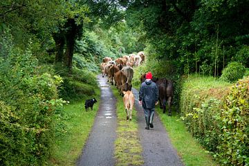 Un berger avec des vaches sur Fred Lenting