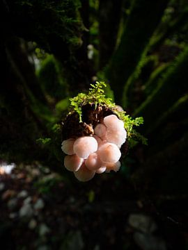 Kleine paddenstoelen en mos in de bossen van Zagori | Natuurfotografie Griekenland van Teun Janssen