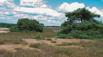 Landschap brunssumerheide van Barry van Rijswijk