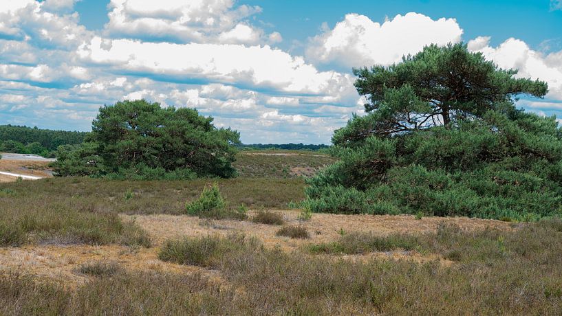 Landschap brunssumerheide par Barry van Rijswijk