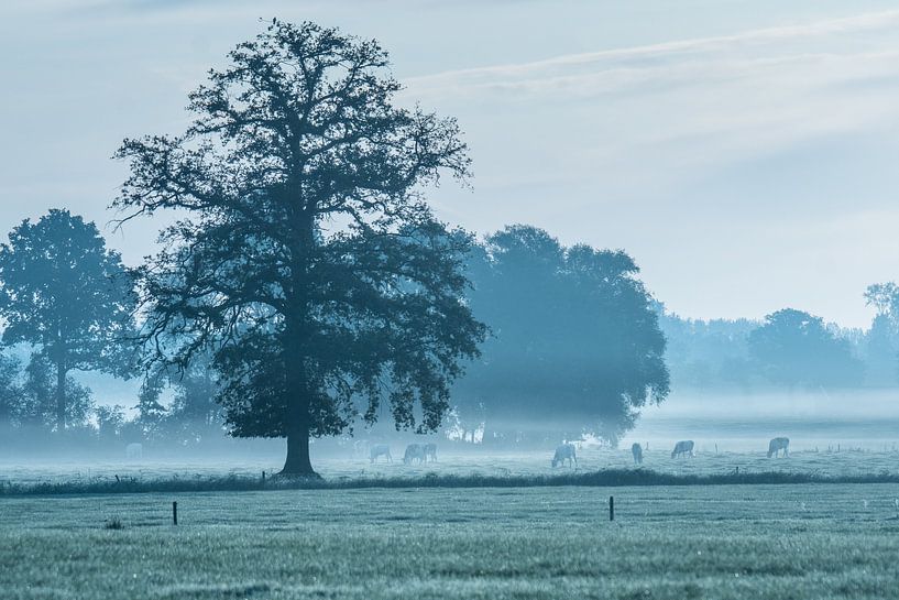 Eenzame eik in het Twentse landschap. van Ron Poot