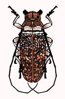 Vert insecte