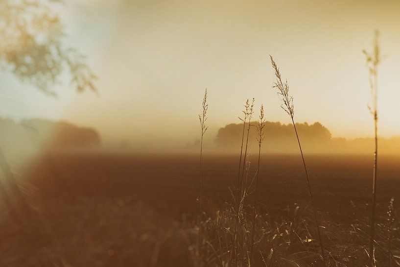morning glory by Karin van Bylevelt