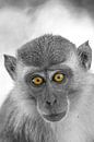 Monkey portrait by Levent Weber thumbnail