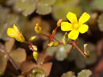 Kleine gele bloemetjes