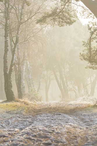 Koud en mistig maar toch een warm gevoel de zon in de ochtend