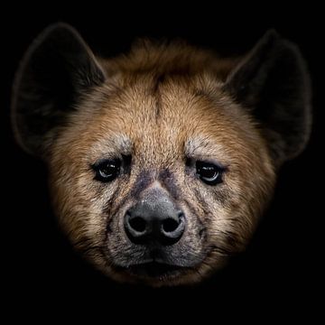 Hyena van Eva Fontijn