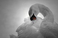 Zwaan, zwart wit met kleurelement